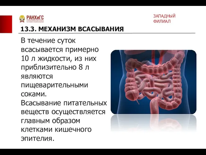 В течение суток всасывается примерно 10 л жидкости, из них