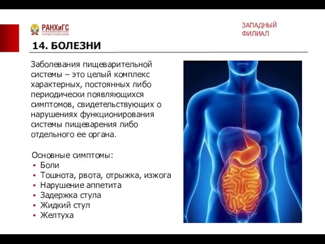 Основные симптомы: Боли Тошнота, рвота, отрыжка, изжога Нарушение аппетита Задержка