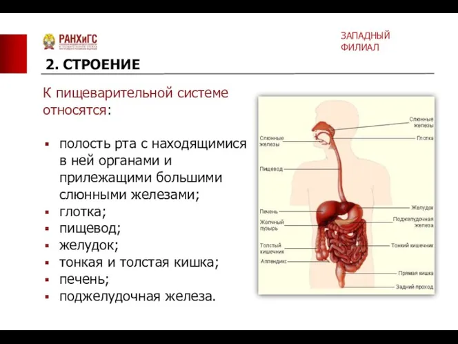 К пищеварительной системе относятся: полость рта с находящимися в ней