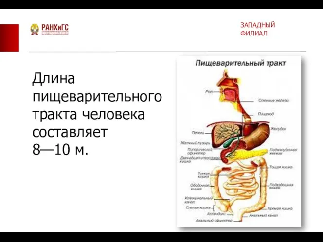 ЗАПАДНЫЙ ФИЛИАЛ Длина пищеварительного тракта человека составляет 8—10 м.