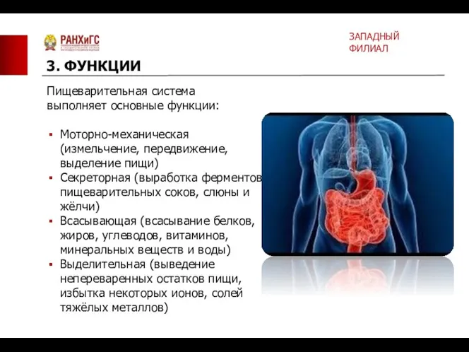 Пищеварительная система выполняет основные функции: Моторно-механическая (измельчение, передвижение, выделение пищи)