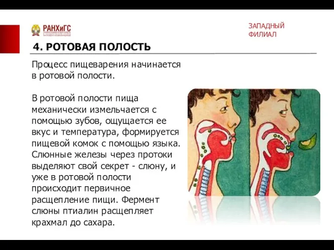 Процесс пищеварения начинается в ротовой полости. В ротовой полости пища