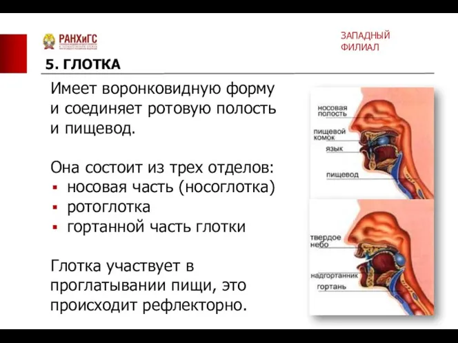 Имеет воронковидную форму и соединяет ротовую полость и пищевод. Она