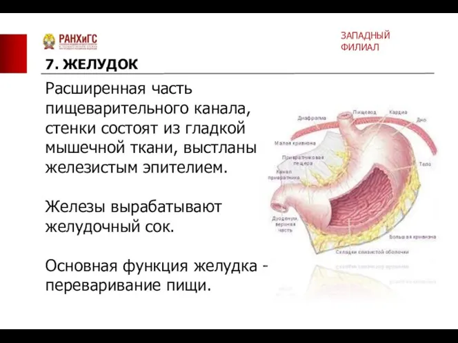 Расширенная часть пищеварительного канала, стенки состоят из гладкой мышечной ткани,