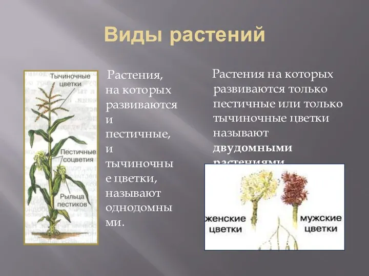 Виды растений Растения, на которых развиваются и пестичные, и тычиночные цветки, называют однодомными.