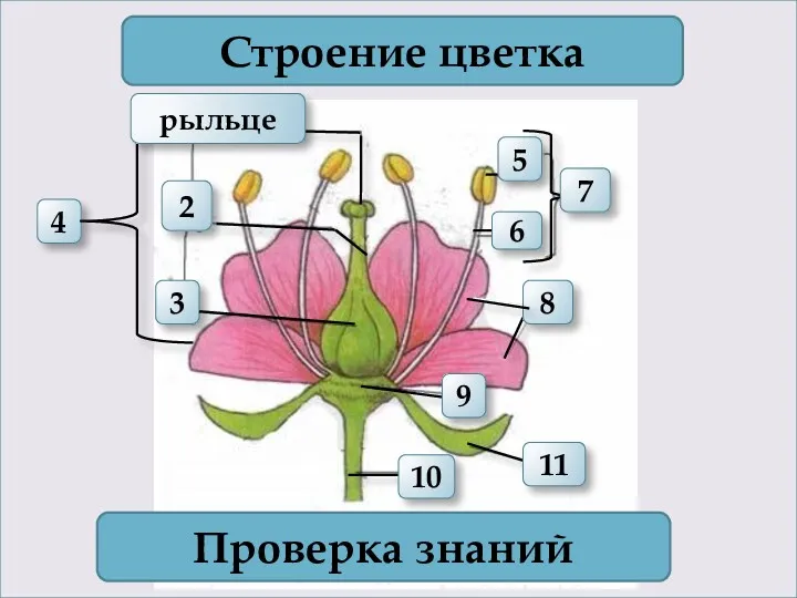 4 2 3 Строение цветка 7 Проверка знаний 11 10 6 5 8 9 рыльце