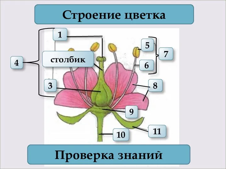 1 4 3 Строение цветка 7 Проверка знаний 11 10 6 5 8 9 столбик