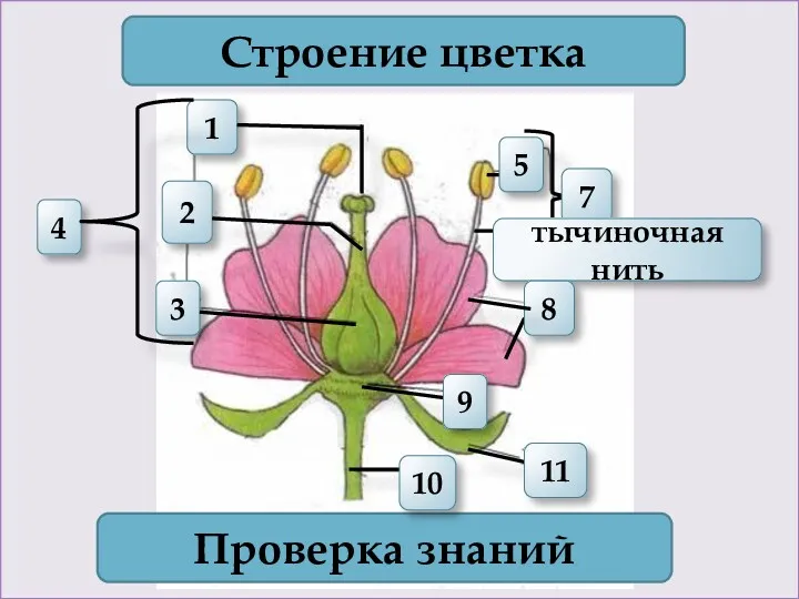 1 4 2 3 Строение цветка 7 Проверка знаний 11 10 тычиночная нить 5 8 9