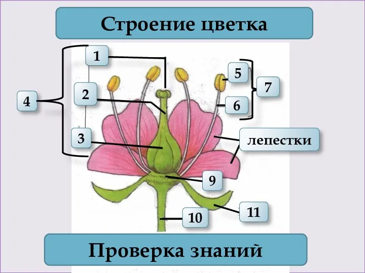 1 4 2 3 Строение цветка 7 Проверка знаний 11 10 6 5 9 лепестки