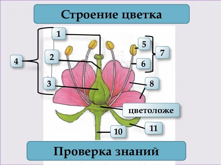 1 4 2 3 Строение цветка 7 Проверка знаний 11 10 6 5 8 цветоложе