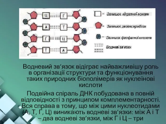 Водневий зв’язок відіграє найважливішу роль в організації структури та функціонування