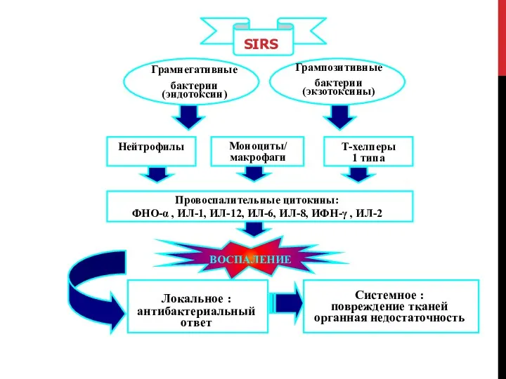 SIRS Грамнегативные бактерии (эндотоксин) Грампозитивные бактерии (экзотоксины) Нейтрофилы Моноциты/ макрофаги