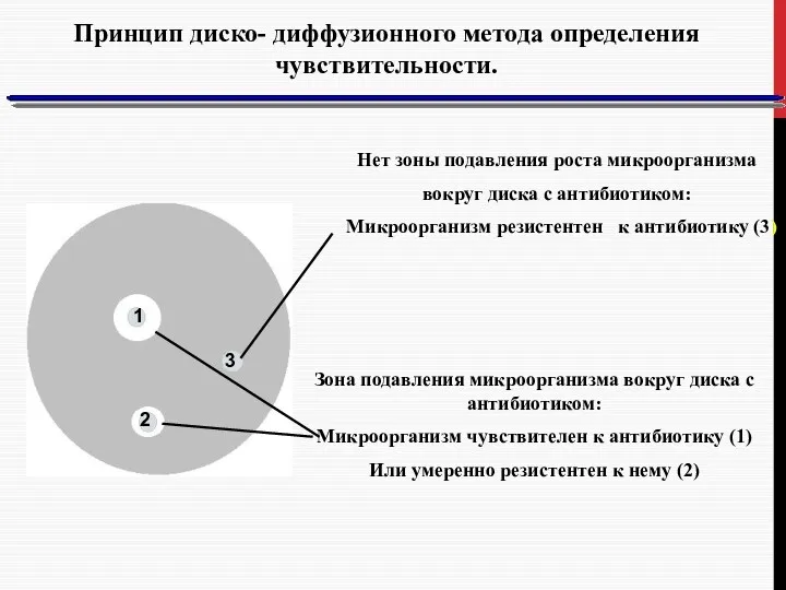 Нет зоны подавления роста микроорганизма вокруг диска с антибиотиком: Микроорганизм