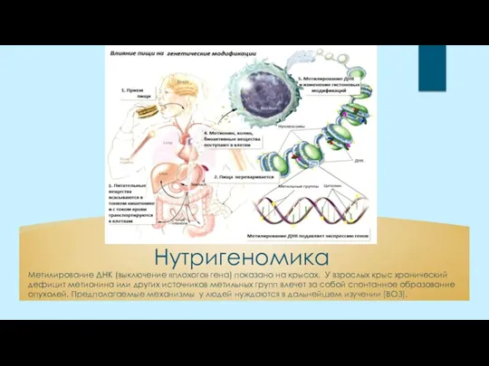 Нутригеномика Метилирование ДНК (выключение «плохого» гена) показано на крысах. У