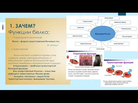 1. ЗАЧЕМ? Функции белка: 1. Структурная (пластическая) Жизнь – форма