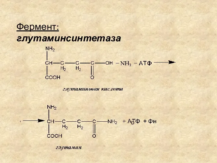 Фермент: глутаминсинтетаза D