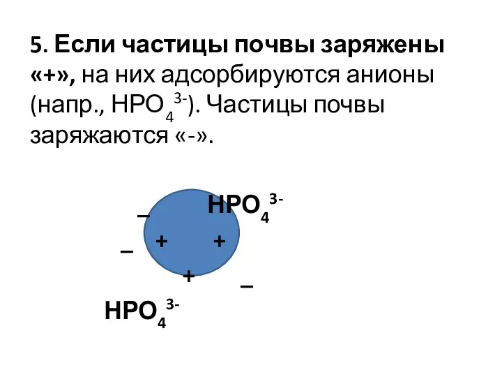 5. Если частицы почвы заряжены «+», на них адсорбируются анионы