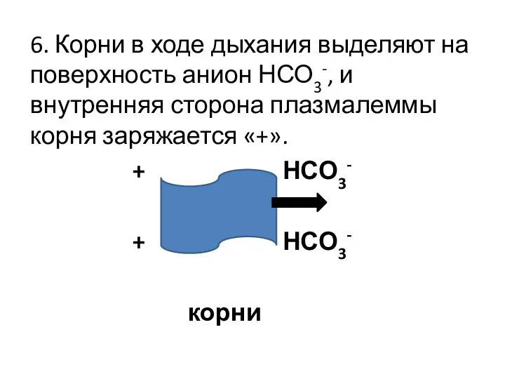 6. Корни в ходе дыхания выделяют на поверхность анион НСО3-,