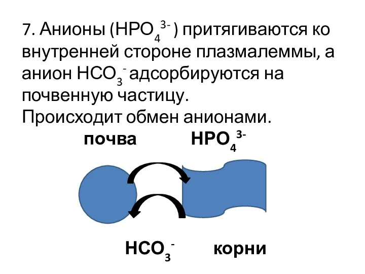 7. Анионы (НРО43- ) притягиваются ко внутренней стороне плазмалеммы, а