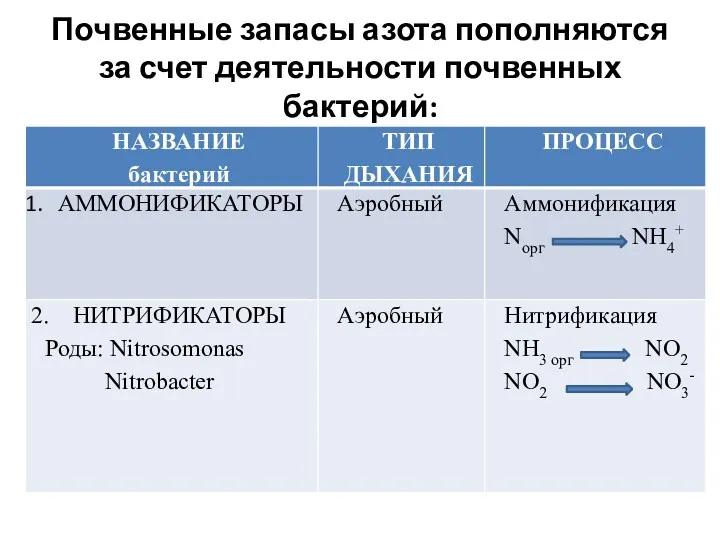 Почвенные запасы азота пополняются за счет деятельности почвенных бактерий: