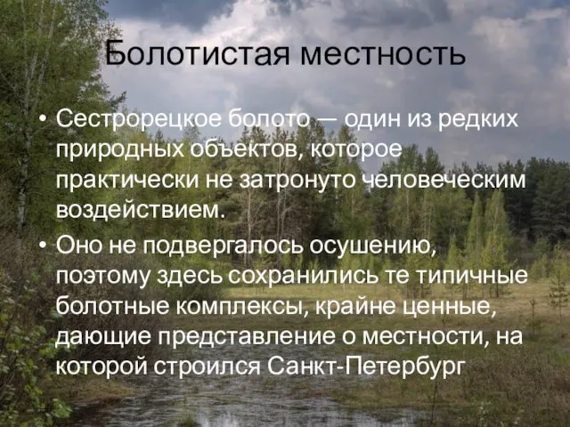 Болотистая местность Сестрорецкое болото — один из редких природных объектов, которое практически не