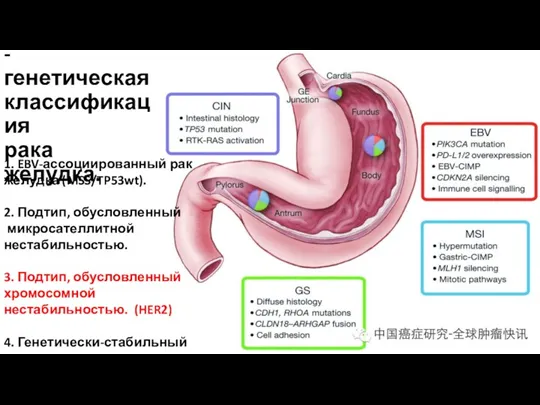 Молекулярно- генетическая классификация рака желудка. 1. EBV-ассоциированный рак желудка (MSS/TP53wt).