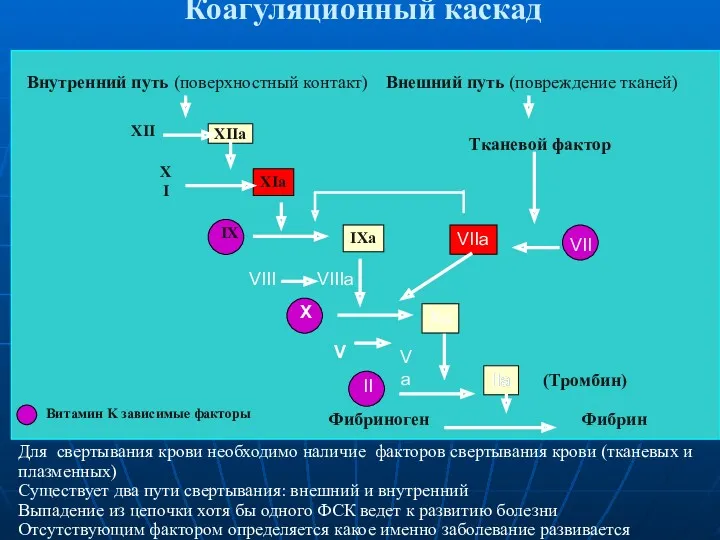 Коагуляционный каскад Витамин K зависимые факторы XIIa IIa Внутренний путь