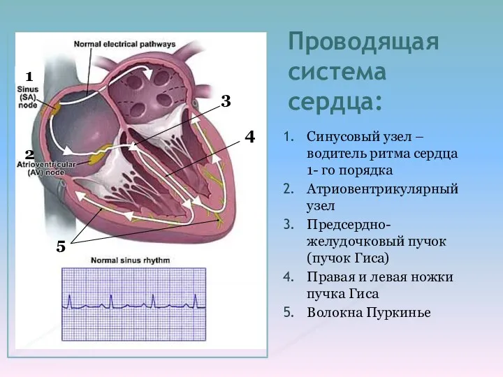 Проводящая система сердца: Синусовый узел – водитель ритма сердца 1-