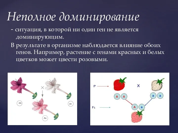 Неполное доминирование - ситуация, в которой ни один ген не