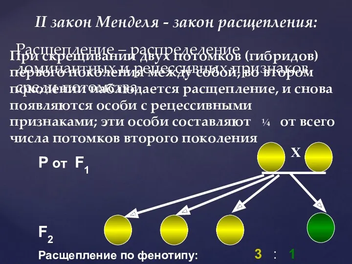 II закон Менделя - закон расщепления: При скрещивании двух потомков