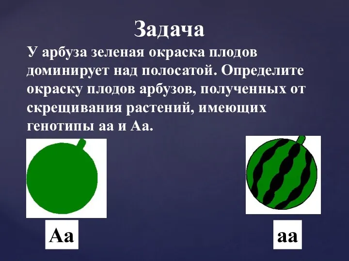 У арбуза зеленая окраска плодов доминирует над полосатой. Определите окраску