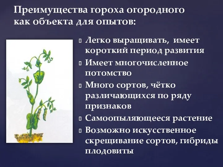 Преимущества гороха огородного как объекта для опытов: Легко выращивать, имеет