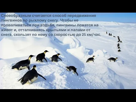 Своеобразным считается способ передвижения пингвинов по рыхлому снегу. Чтобы не