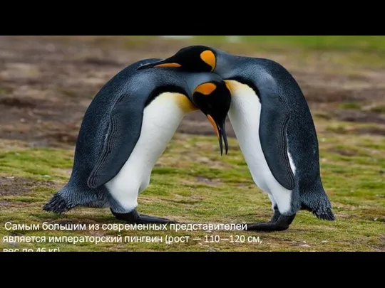 Самым большим из современных представителей является императорский пингвин (рост — 110—120 см, вес до 46 кг)