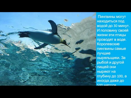 Пингвины могут находиться под водой до 30 минут. И половину