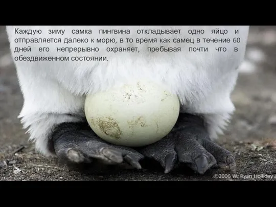 Каждую зиму самка пингвина откладывает одно яйцо и отправляется далеко