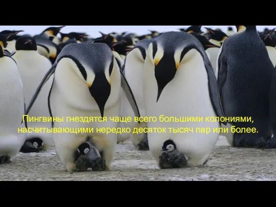 Пингвины гнездятся чаще всего большими колониями, насчитывающими нередко десяток тысяч пар или более.