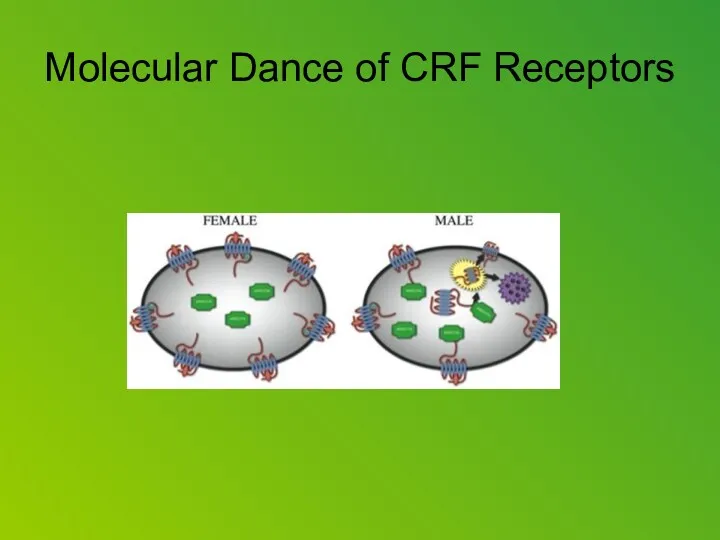 Molecular Dance of CRF Receptors