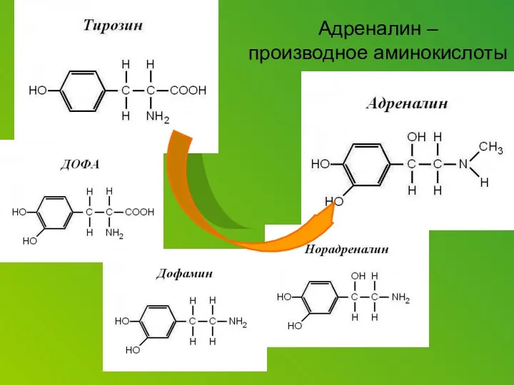 Адреналин – производное аминокислоты