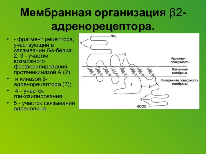 Мембранная организация β2-адренорецептора. - фрагмент рецептора, участвующий в связывании Gs-белка;