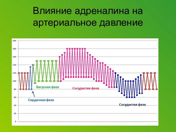 Влияние адреналина на артериальное давление