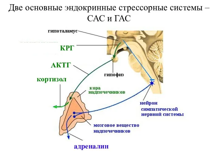 Две основные эндокринные стрессорные системы – САС и ГАС КРГ АКТГ кортизол адреналин