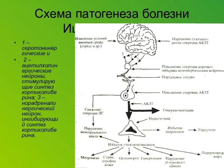 Схема патогенеза болезни Иценко-Кушинга. 1 – серотонинергические и 2 –