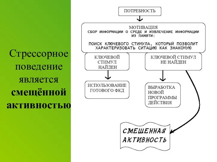 Стрессорное поведение является смещённой активностью