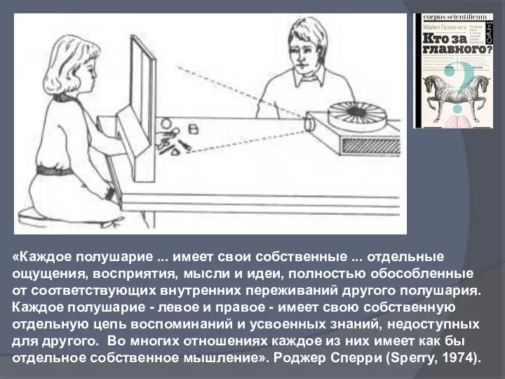 «Каждое полушарие ... имеет свои собственные ... отдельные ощущения, восприятия,