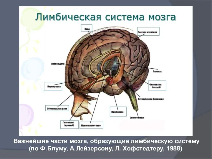 Важнейшие части мозга, образующие лимбическую систему (по Ф.Блуму, А.Лейзерсону, Л. Хофстедтеру, 1988)