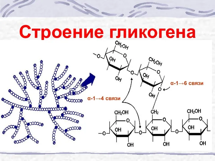 Строение гликогена α-1→4 связи α-1→6 связи