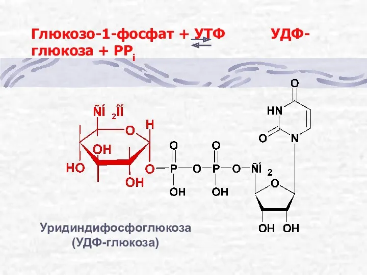 Глюкозо-1-фосфат + УТФ УДФ-глюкоза + РРi Уридиндифосфоглюкоза (УДФ-глюкоза)