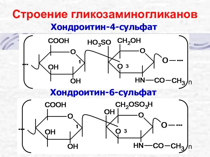 Хондроитин-4-сульфат n n Хондроитин-6-сульфат Строение гликозаминогликанов