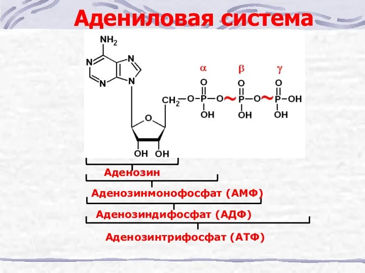 Аденозинмонофосфат (АМФ) Аденозиндифосфат (АДФ) Аденозинтрифосфат (АТФ) Аденозин Адениловая система